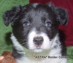 Black and white Male border collie puppy